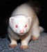 albino ferret